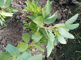 الفول ده اتاثر من مبيدات حشائش القمح ليه علاج ولا خلاص كده